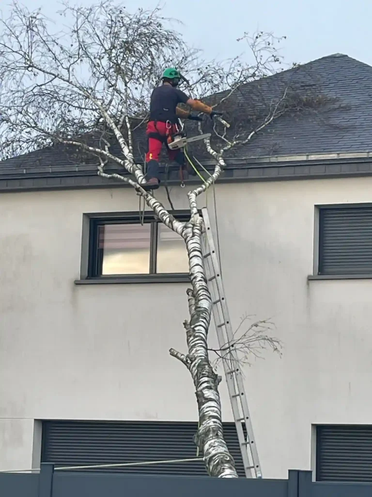 Élagage