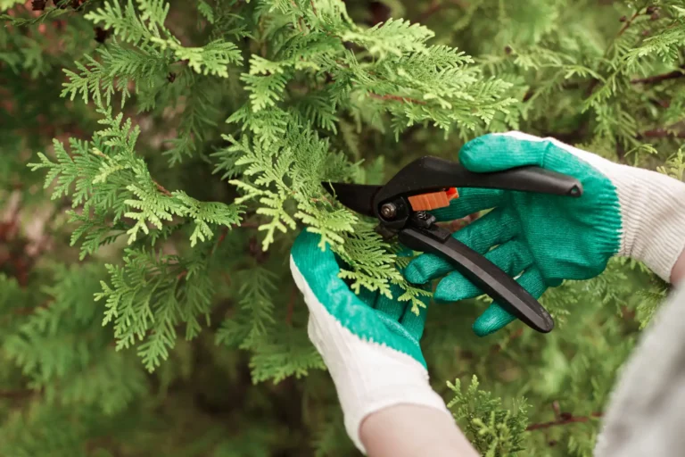 Soins des arbres
